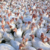 Chicken Little was right!